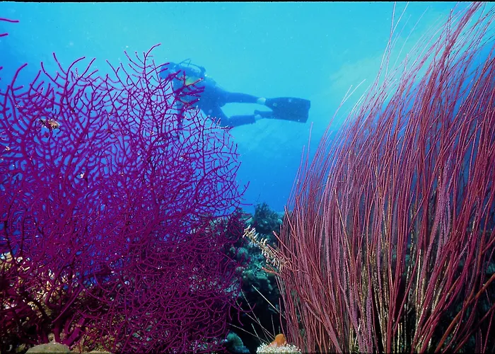 Domina Coral Bay Resort, Diving , & Casino Resort Sharm el Sheikh